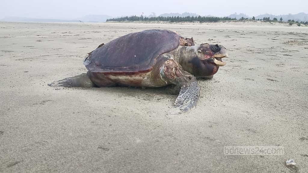 অলিভ রিডলি: বংশরক্ষার যাত্রা যখন মরণযাত্রা