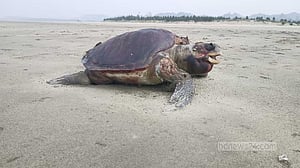 অলিভ রিডলি: বংশরক্ষার যাত্রা যখন মরণযাত্রা