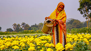 টানা ছয় মাস মেলে যে ফুল