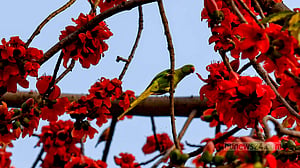 পাখির নজর বসন্তের শিমুলে