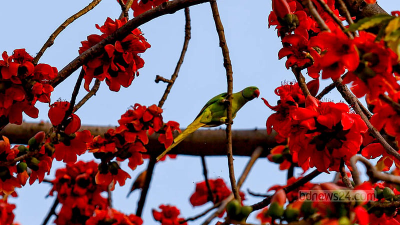 ঢাকার খিলগাঁও এলাকায় শিমুল গাছের ডাল ঘুরে পুষ্পমধু খাচ্ছে একটি টিয়া পাখি।