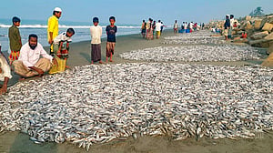 এক জালেই সাড়ে সাত লাখ টাকার মাছ