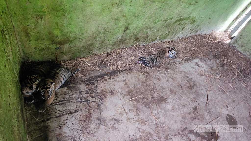 চট্টগ্রাম চিড়িয়াখানায় ‘জো বাইডেন’ ও ‘জয়া’র ঘরে এল ৩ শাবক