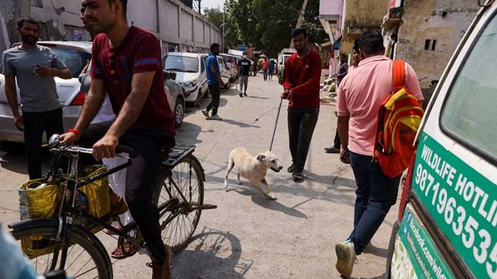 জি-২০: বানরের পর এবার কুকুরমুক্ত করা হচ্ছে দিল্লিকে