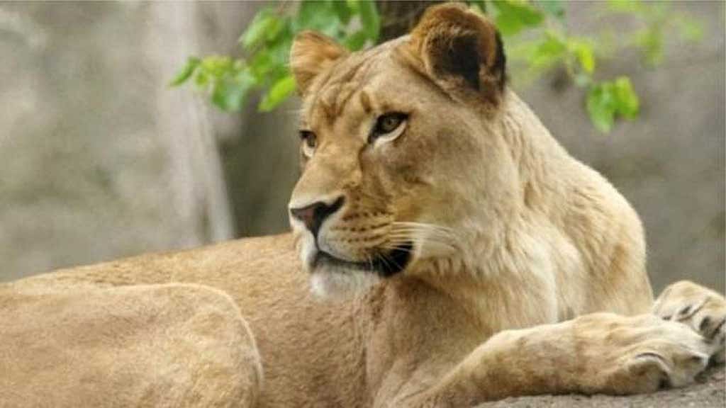 সিংহ-সিংহীর নাম নিয়ে ঝামেলা, আদালতে বিশ্ব হিন্দু পরিষদ