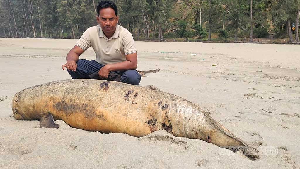 এবার চারটি মৃত ‘মা কচ্ছপের’ সঙ্গে সৈকতে ভেসে এল ডলফিন