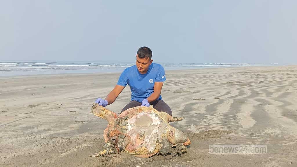 সৈকতে ভেসে এল আরও দুটি মৃত কচ্ছপ, পেটে ১৮৫ ডিম