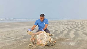 সৈকতে ভেসে এল আরও দুটি মৃত কচ্ছপ, পেটে ১৮৫ ডিম