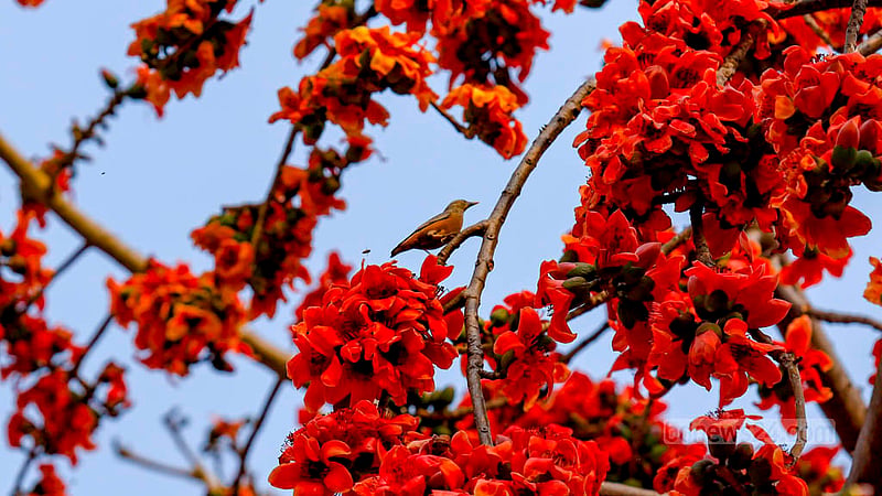 ঢাকার খিলগাঁও এলাকায় সড়কের পাশের একটি শিমুল গাছের ফুল থেকে মধু খাচ্ছে কাঠ শালিক।