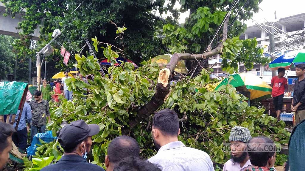 ঢাবিতে গাছের ডাল পড়ে প্রাণ গেল রিকশাচালকের