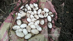 নেত্রকোণায় বাড়ির পাশে বাঁশঝাড়ে মিলল ৪২টি সাপের ডিম, আতঙ্ক