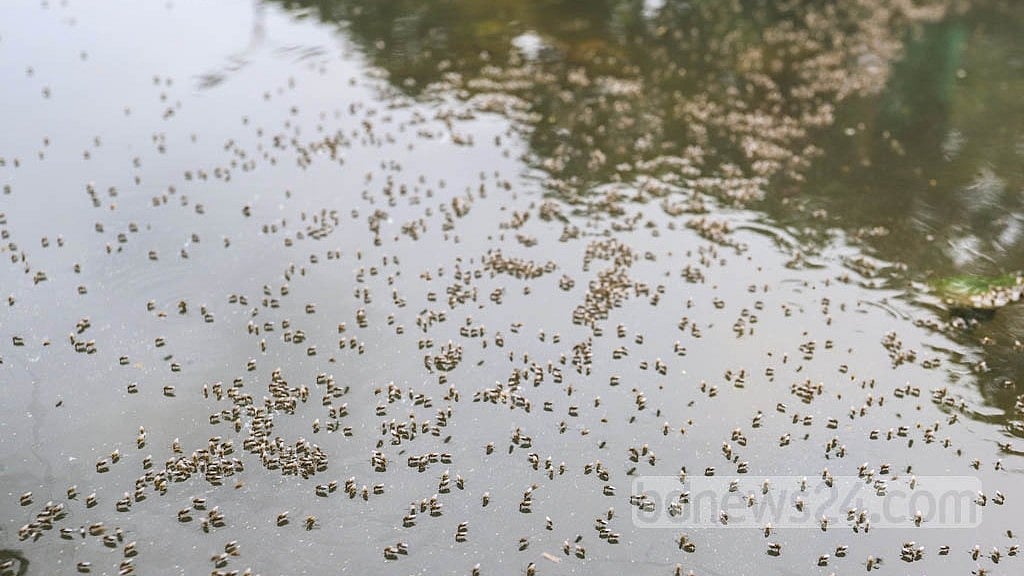 বেড়েছে কিউলেক্স মশা, অতিষ্ঠ ঢাকাবাসী