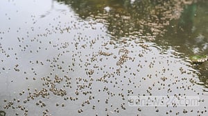 বেড়েছে কিউলেক্স মশা, অতিষ্ঠ ঢাকাবাসী