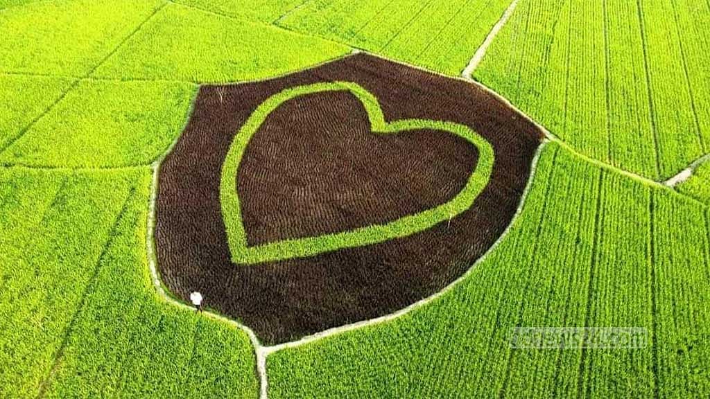 বিস্তীর্ণ ধানক্ষেতে শস্যচিত্র ‘ভালোবাসা’