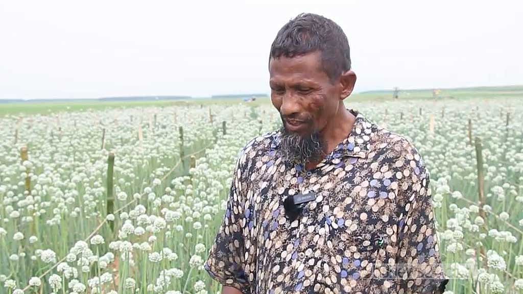 ‘কালো সোনা’য় স্বপ্ন বুনছেন নাটোরের কৃষক