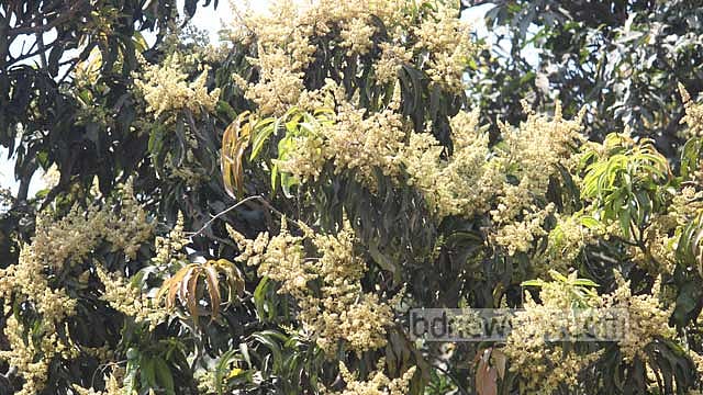 চাঁপাইনবাবগঞ্জে এবার আম গাছে মুকুল ‘কম’