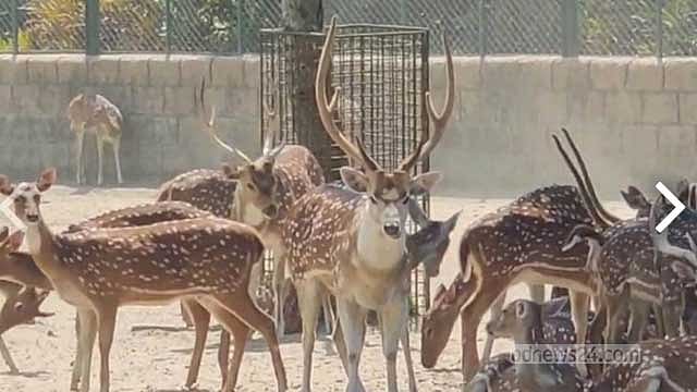 গাজীপুরের সাফারি পার্ক ৫০ চিত্রা হরিণ উপহার পেল