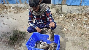 ফসল রক্ষায় ইঁদুর মেরে লেজ জমা দিলে মিলবে ১০ টাকা