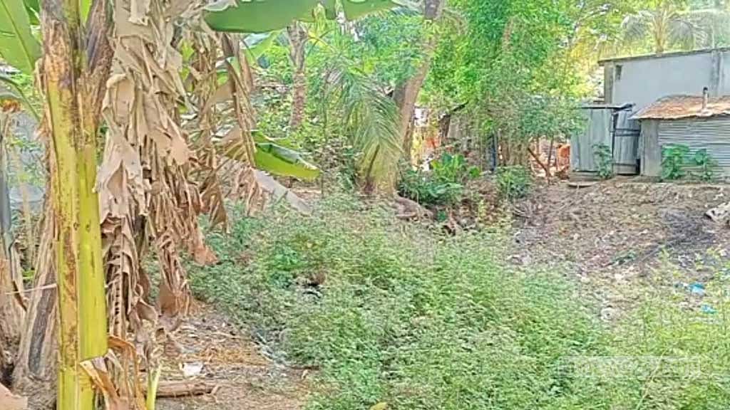 ৬৩ জনের গণকবর লুপ্ত, স্মৃতি বলতে ‘মানকচু’