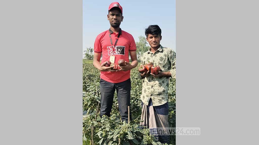জামালপুরের ‘সেই’ কৃষকের ক্যাপসিকাম কিনে নিল ‘স্বপ্ন’