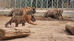 নাম পেল তিন বাঘ শাবক