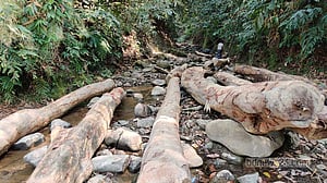 অরণ্যবিনাশী আয়োজন ও স্থানীয় প্রতিরোধ