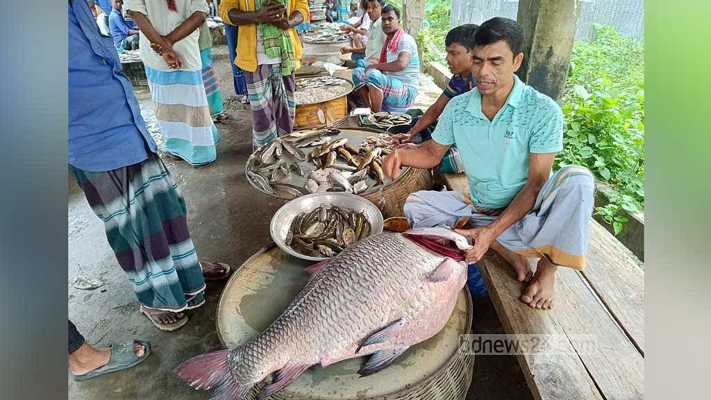 মানিকগঞ্জে পদ্মায় ধরা ৩২ কেজির কাতল, ভাগে কিনলেন চার জন