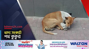 রোজায় পথ কুকুরের খাবারের উৎস বন্ধ