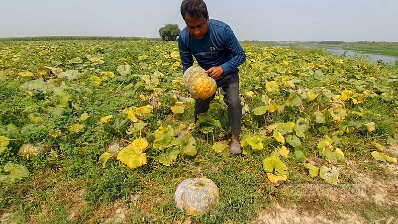 আবহাওয়া অনুকূলে থাকায় এবছর পদ্মার চরে ‍মিষ্টি কুমড়ার বেশ ভালো ফলন হয়েছে বলে জানান কৃষকরা। 