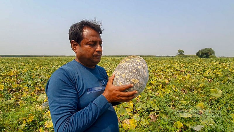 আবহাওয়া অনুকূলে থাকায় এবছর পদ্মার চরে ‍মিষ্টি কুমড়ার বেশ ভালো ফলন হয়েছে বলে জানান কৃষকরা। 