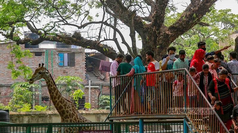 রোজার ঈদের পরদিন শুক্রবার ঢাকা চিড়িয়াখানায় জিরাফ দেখতে মানুষের ভিড়।