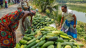 ফরিদপুরে বছরে ১৫ কোটি টাকার লালমি বিক্রির আশা