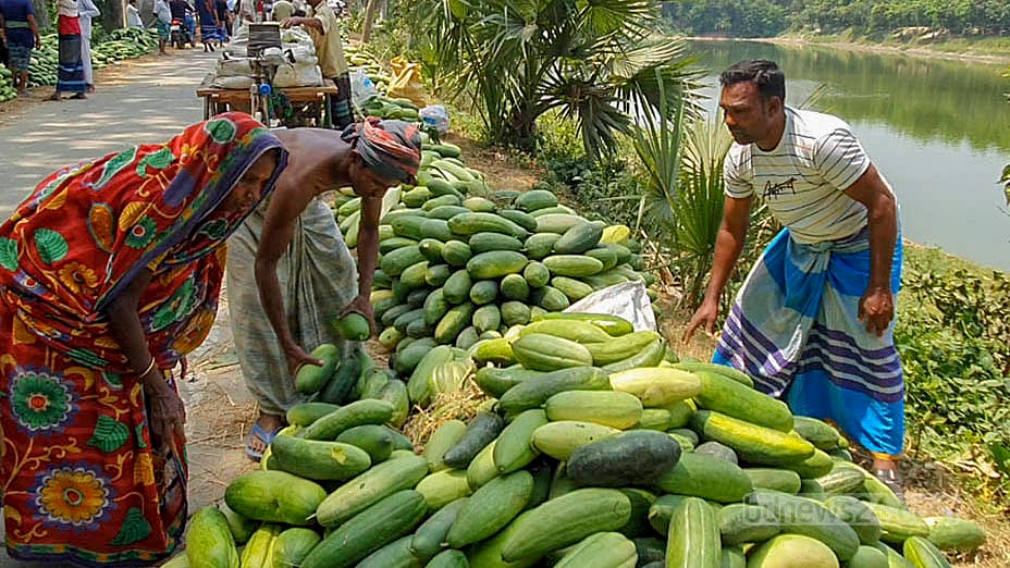 ফরিদপুরে বছরে ১৫ কোটি টাকার লালমি বিক্রির আশা