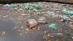 মশার উৎপাত: ডেঙ্গু মৌসুম ঘিরে খুলনায় উদ্বেগ