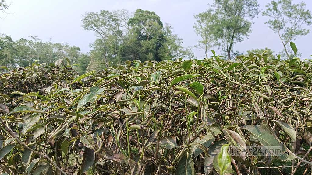 দাবদাহে পুড়ছে চা গাছের পাতা, আসছে না নতুন কুঁড়ি