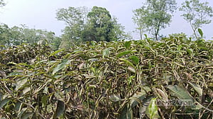 দাবদাহে পুড়ছে চা গাছের পাতা, আসছে না নতুন কুঁড়ি