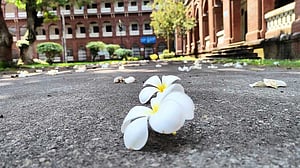 কী ফুল ফোটাচ্ছে শত বিশ্ববিদ্যালয়?