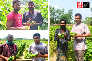 শসা চাষিদের পাশে স্বপ্ন