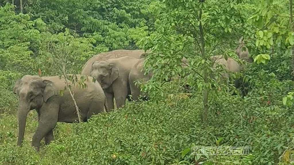 শেরপুরে হাতির আক্রমণে কৃষক নিহত
