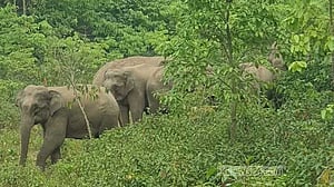 শেরপুরে হাতির আক্রমণে কৃষক নিহত