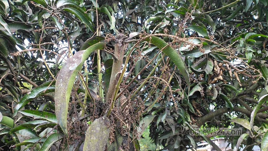 বরিশালে গৃহস্থের আমগাছে ছত্রাক, যত্ন নেওয়ার পরামর্শ