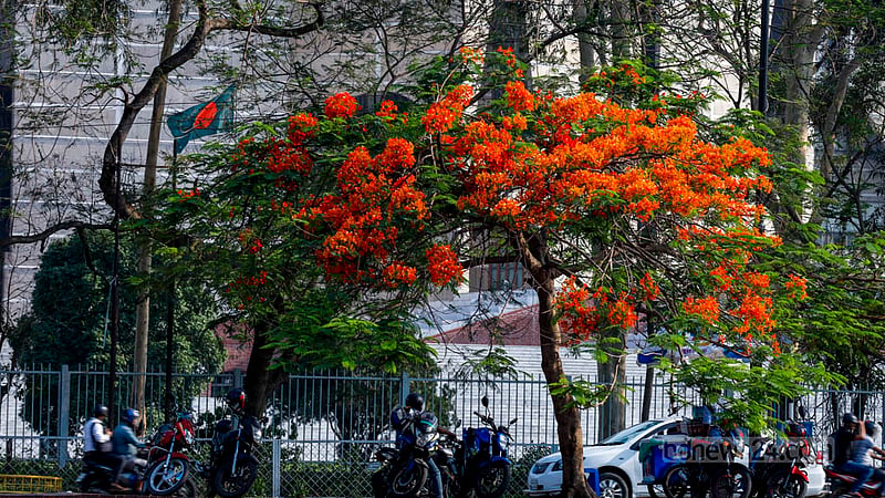 গ্রীষ্মকালে যে ফুলটি সবচেয়ে বেশি সবার নজর কাড়ে, তা হলো কৃষ্ণচূড়া। গ্রীষ্মের আগমনের সঙ্গে সঙ্গে ঢাকার সব জায়গায় দেখা মিলছে কৃষ্ণচূড়া ফুলের।