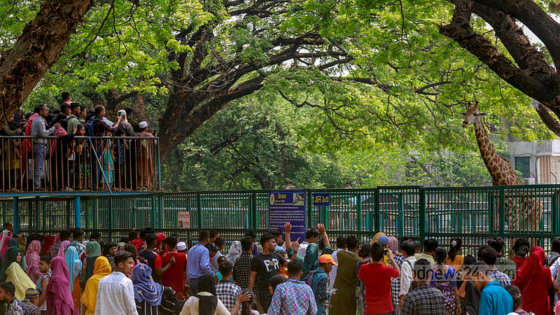 রোজার ঈদের পরদিন শুক্রবার ঢাকা চিড়িয়াখানায় জিরাফ দেখতে মানুষের ভিড়।