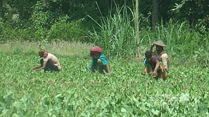 ‘যা গরম, নিজে বাঁচব নাকি ফসল বাঁচাব’
