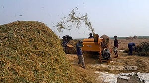 হাওরের রাশি রাশি ধানে কৃষকের হাসি