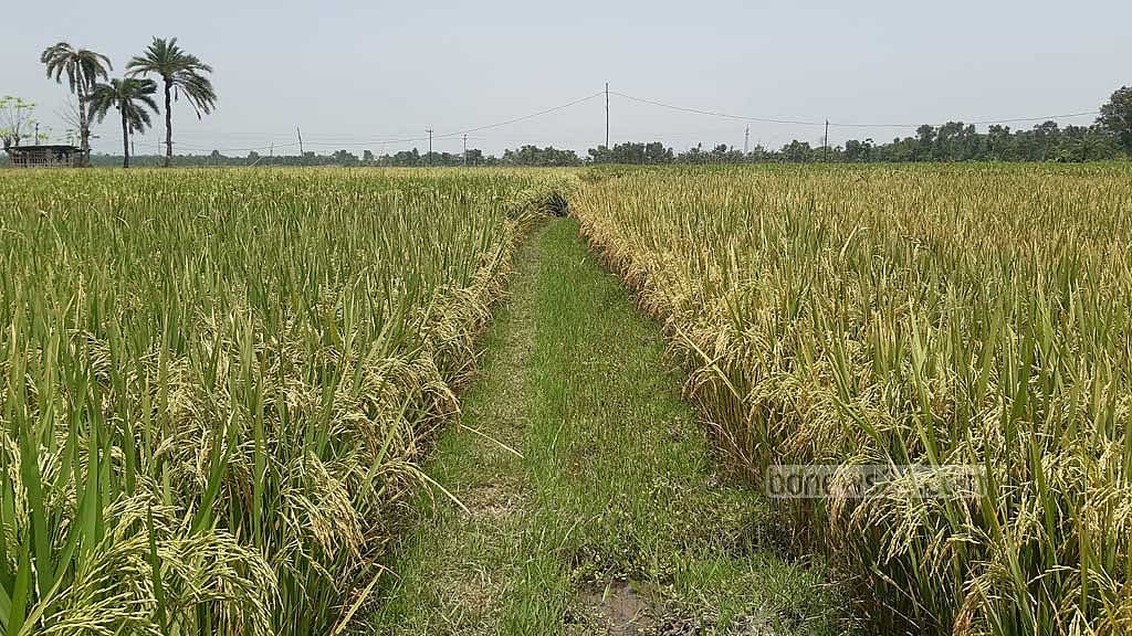 তাপপ্রবাহে শঙ্কিত যশোরের চাষিরা