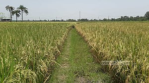 তাপপ্রবাহে শঙ্কিত যশোরের চাষিরা