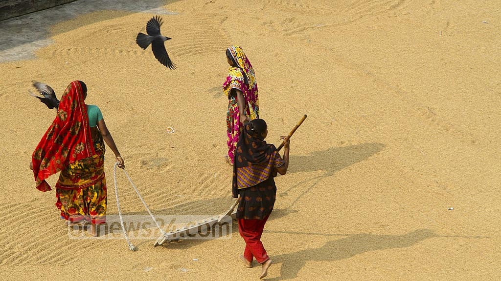 ৩২ টাকায় ধান, ৪৫ টাকায় চাল কিনবে সরকার