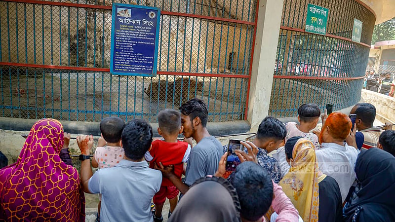 মিরপুর চিড়িয়াখানায় সিংহ দেখতে এমন ভিড় ছিল ঈদের পরদিন।