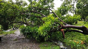 পশ্চিমবঙ্গে ঝড়ে ৫ জনের মৃত্যু, ব্যাপক ক্ষয়ক্ষতি